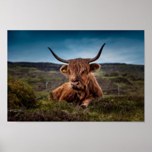 Scottish Highland Koe in Pasture Poster Print
