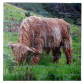 "Scottish Highland Long-Hazard Cow" Tegeltje (Voorkant)