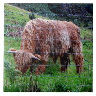 "Scottish Highland Long-Hazard Cow" Tegeltje
