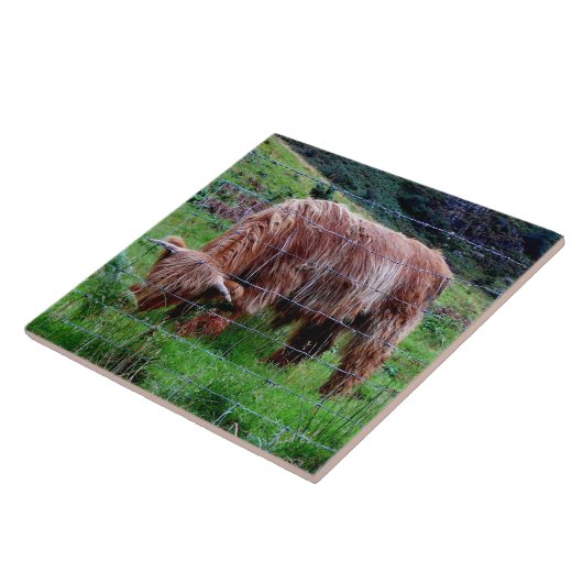 "Scottish Highland Long-Hazard Cow" Tegeltje (Zijkant)