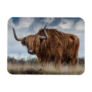 Scottish Highland longhair Magneet