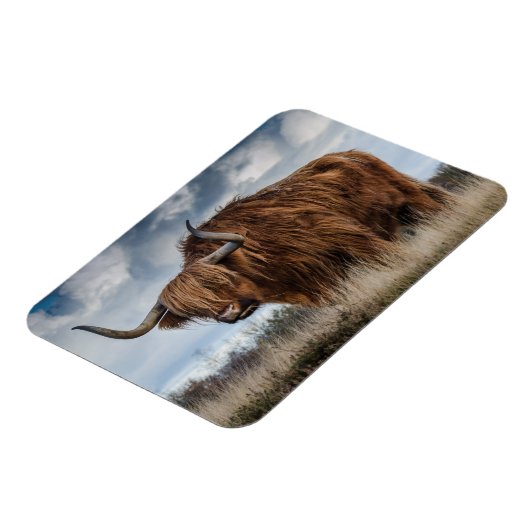 Scottish Highland longhair Magneet (Linkerzijde)