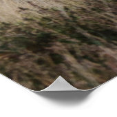 Scottish Highland longhair Poster (Hoek)