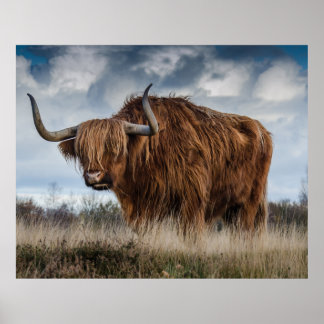 Scottish Highland longhair Poster