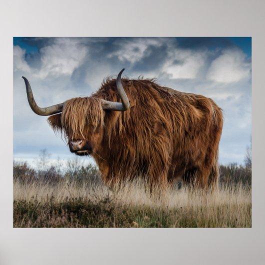 Scottish Highland longhair Poster (Voorkant)