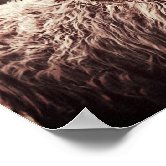 Scottish Highland Longhorn Long Hazard Koe Poster (Hoek)