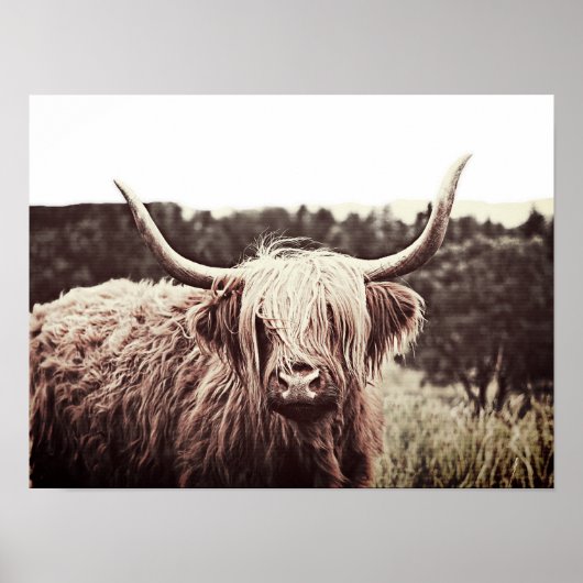 Scottish Highland Longhorn Long Hazard Koe Poster (Voorkant)
