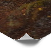 Scottish Highland Sheep Poster (Hoek)