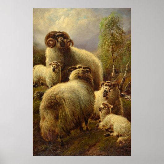Scottish Highland Sheep Poster (Voorkant)