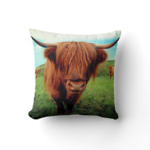 Scottish Highlander Cow