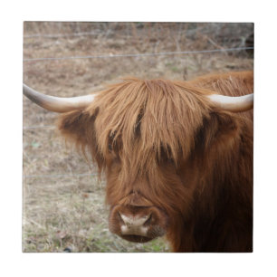 Scottish Highlander Tegeltje