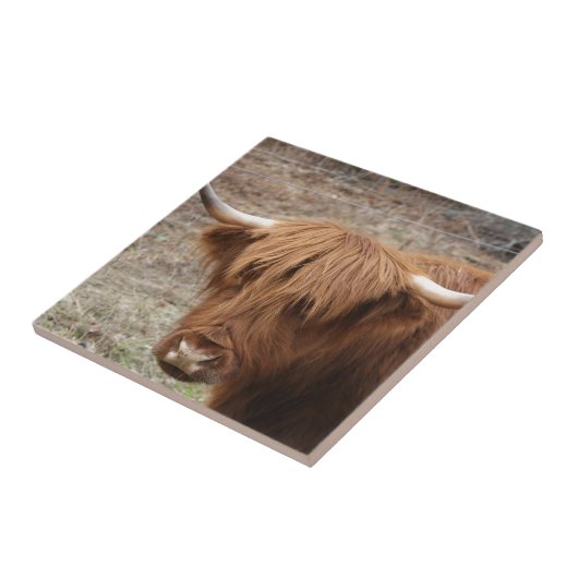 Scottish Highlander Tegeltje (Zijkant)