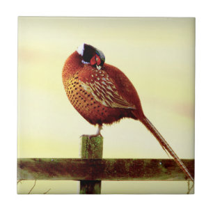 Scottish Pheasant Preening Tegeltje