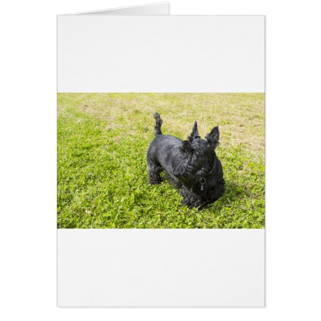 Scottish Terrier (Voorkant)