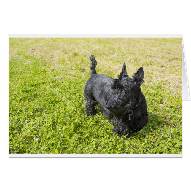 Scottish Terrier (Voorkant Horizontaal)