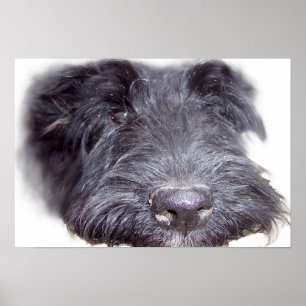Scottish Terrier black, hondenkop dichtbij neus Poster