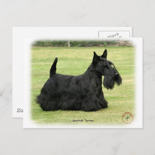 Scottish Terrier Briefkaart (Voorkant / Achterkant)
