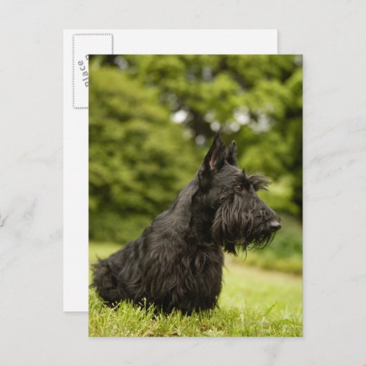 Scottish Terrier Briefkaart (Voorkant / Achterkant)