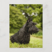 Scottish Terrier Briefkaart (Voorkant)