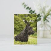 Scottish Terrier Briefkaart (Staand voorkant)