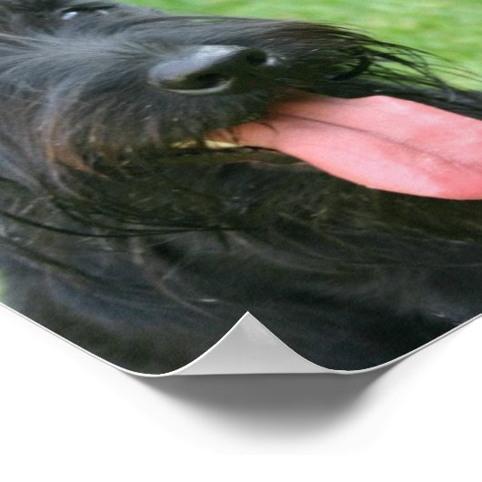 Scottish Terrier Canvas Print (Hoek)