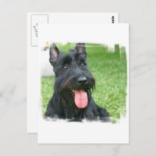 Scottish Terrier Dog Briefkaart (Voorkant / Achterkant)