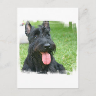 Scottish Terrier Dog Briefkaart