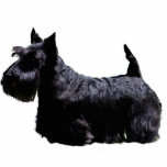 Scottish Terrier Fotobeeldje Ornament<br><div class="desc">Scottish Terrier</div>