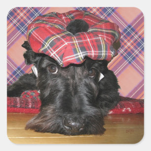 Scottish Terrier in een Tam-o-Shanter Vierkante Sticker