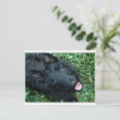 Scottish Terrier in Grass - Cute Scotty Briefkaart (Staand voorkant)