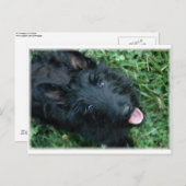 Scottish Terrier in Grass - Cute Scotty Briefkaart (Voorkant / Achterkant)