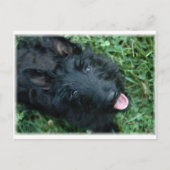 Scottish Terrier in Grass - Cute Scotty Briefkaart (Voorkant)
