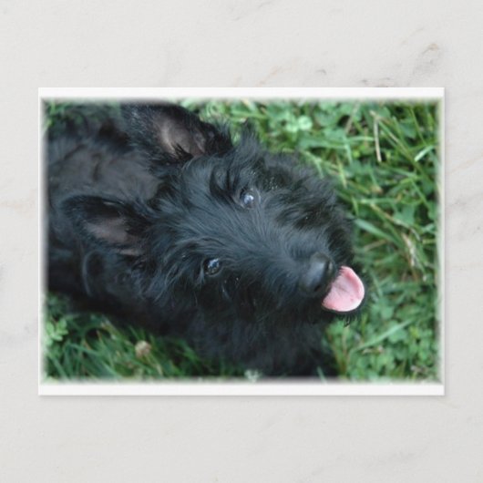 Scottish Terrier in Grass - Cute Scotty Briefkaart (Voorkant)
