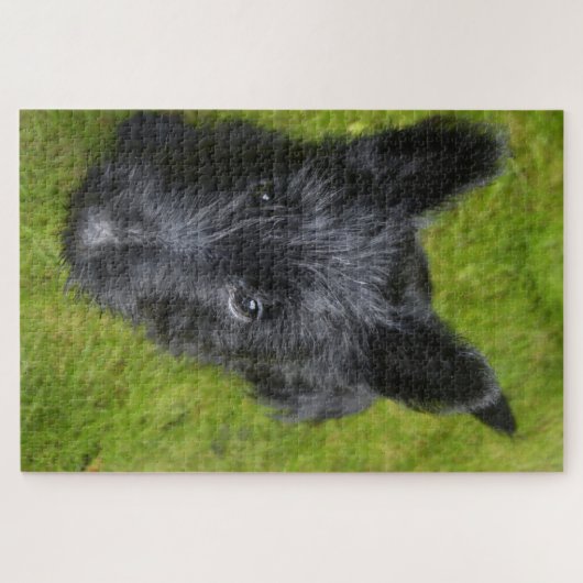 Scottish Terrier Jigsaws. Legpuzzel (Horizontaal)