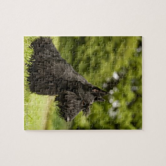 Scottish Terrier Legpuzzel (Horizontaal)