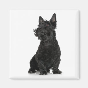 Scottish Terrier Magnet