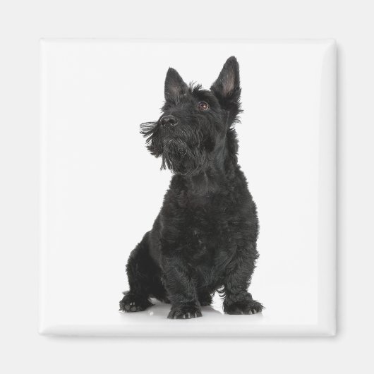 Scottish Terrier Magnet (Voorkant)