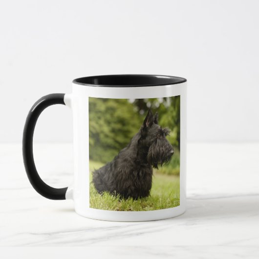 Scottish Terrier Mok (Links)