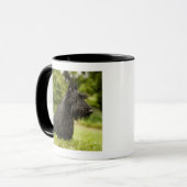 Scottish Terrier Mok (Voorkant links)