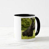 Scottish Terrier Mok (Voorkant rechts)