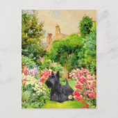 Scottish Terrier Post Kaart (Voorkant)