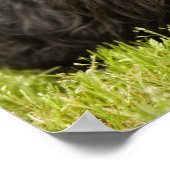 Scottish Terrier Poster (Hoek)