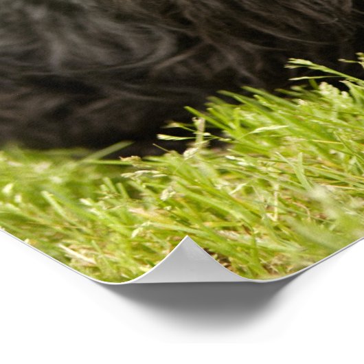 Scottish Terrier Poster (Hoek)