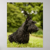 Scottish Terrier Poster (Voorkant)