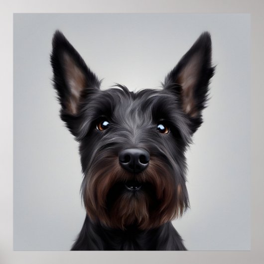 Scottish Terrier Poster (Voorkant)