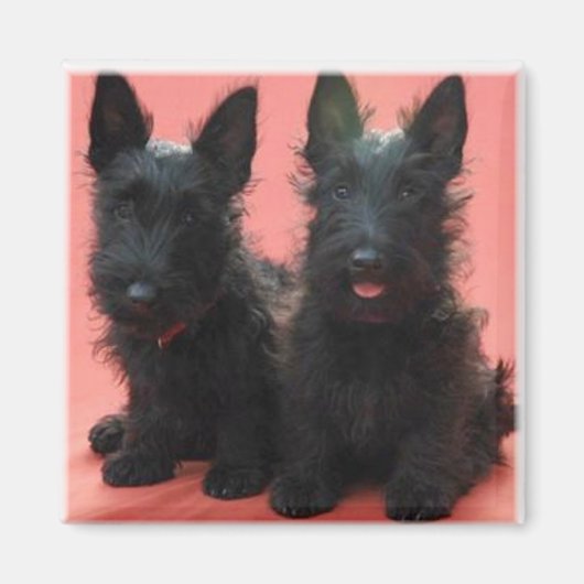 Scottish Terrier puppies magneet (Voorkant)