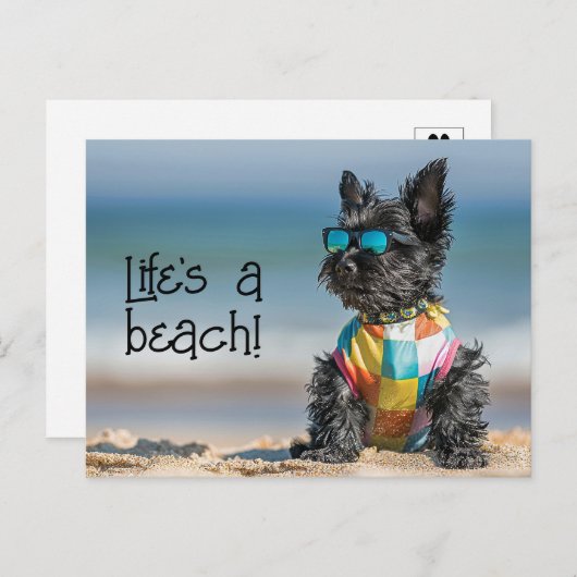 Scottish Terrier Puppy met zonnebril Briefkaart (Voorkant / Achterkant)