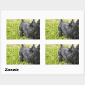Scottish Terrier Rechthoekige Sticker (Vel)