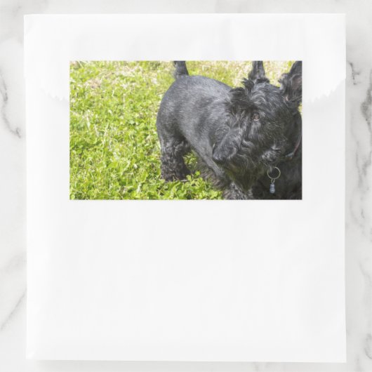 Scottish Terrier Rechthoekige Sticker (Tas)