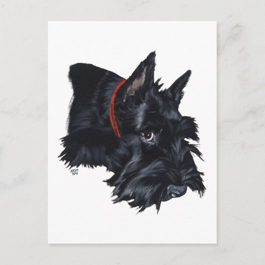 Scottish Terrier Resting Briefkaart (Voorkant)